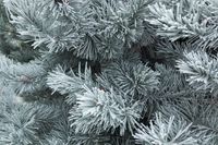 fir-tree-branches-with-snow-texture-and-background-JBYDRVJ
